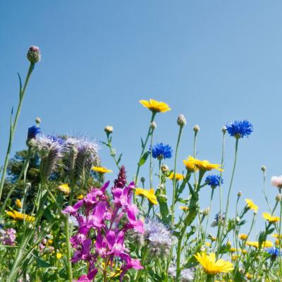 Bloemen Leefjewijzer