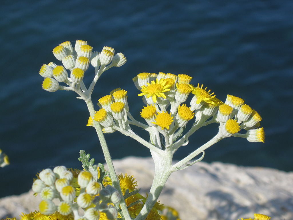 1024px-Helichrysum_italicum_(corsica)