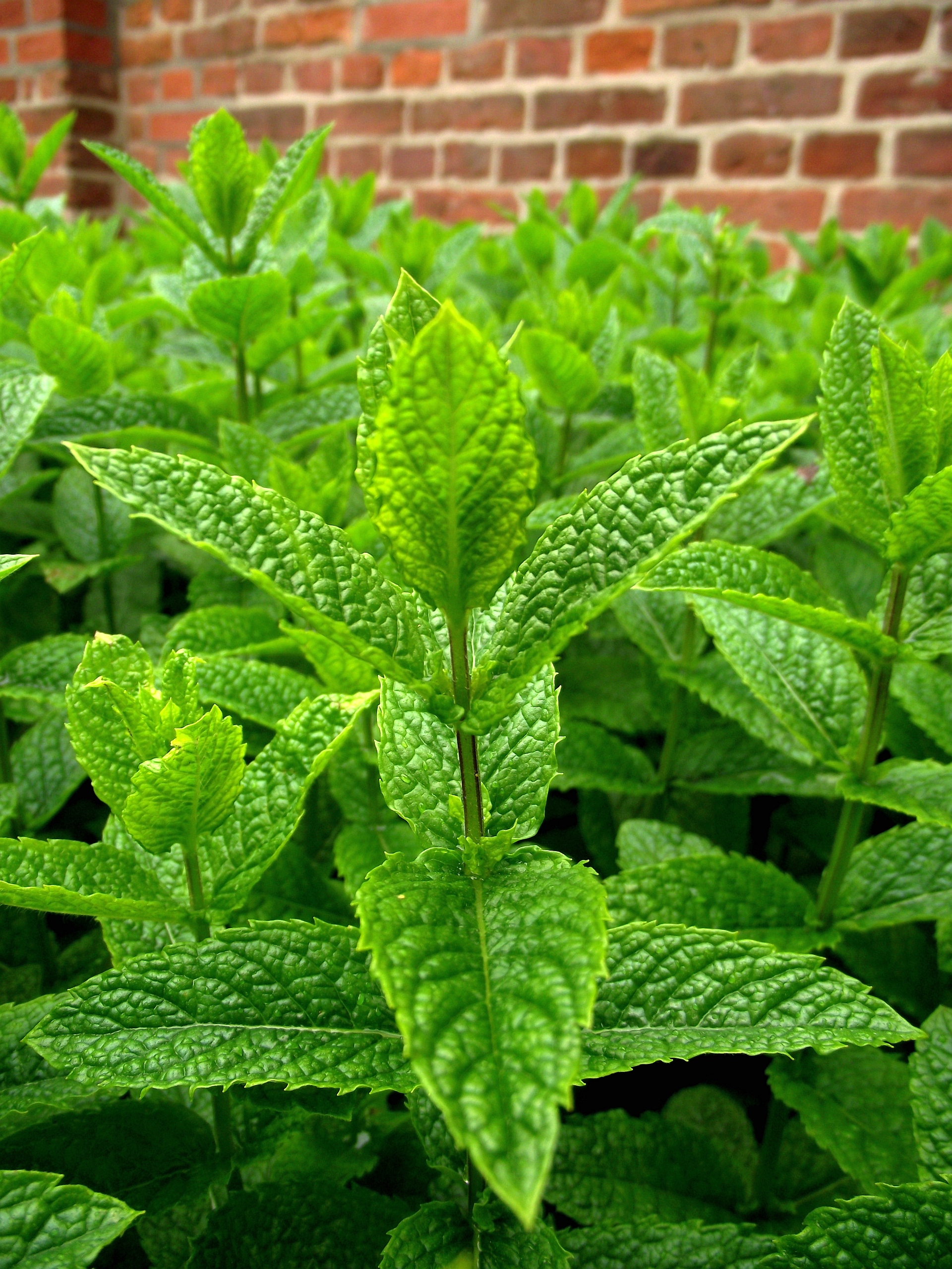 Field_of_Mentha_x_piperita_02