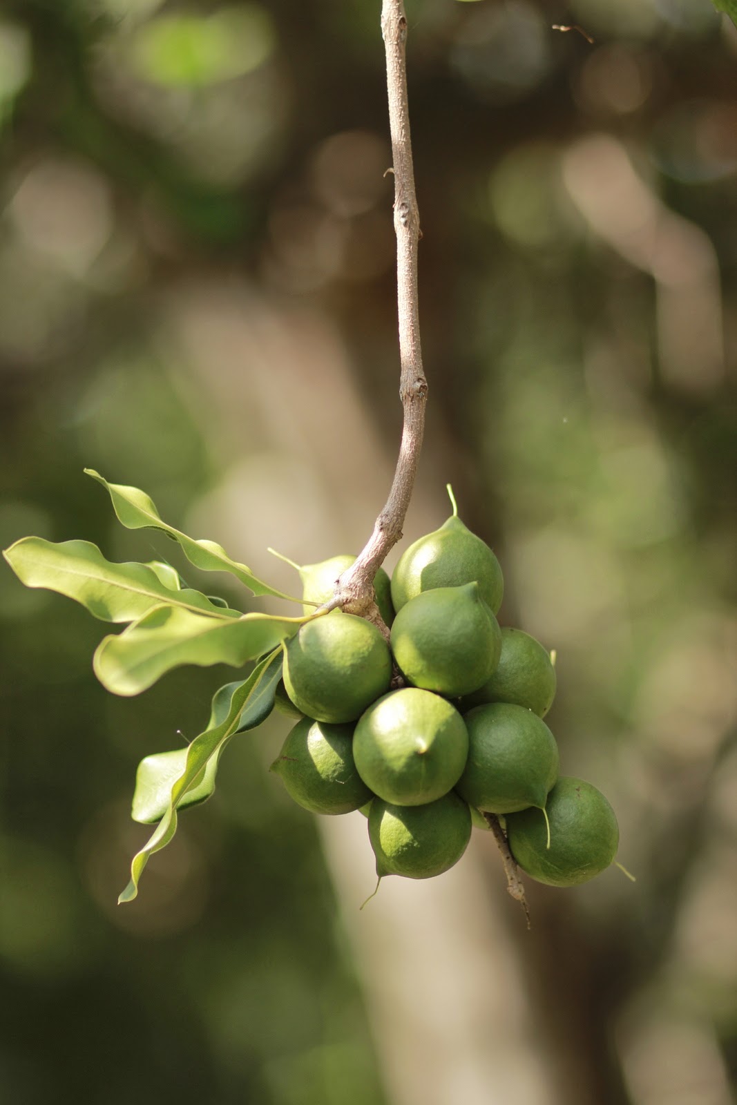Macadamia_nuts_on_tree