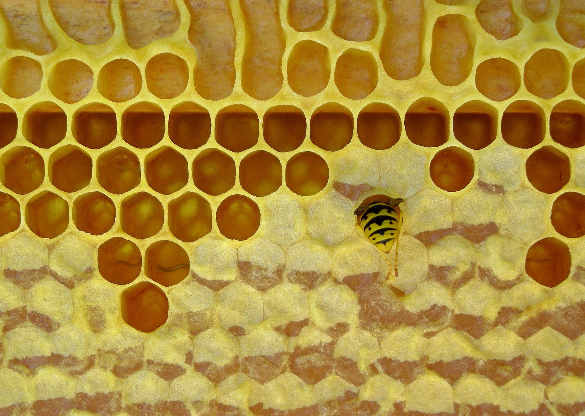 honeycomb-2755409_1920