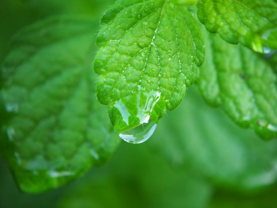 lemon-balm-2655821_960_720