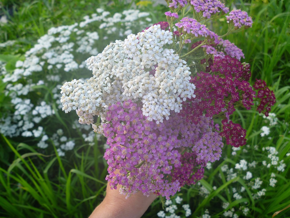 yarrow-978625_960_720